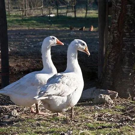 Farm stay Casa Verniano *